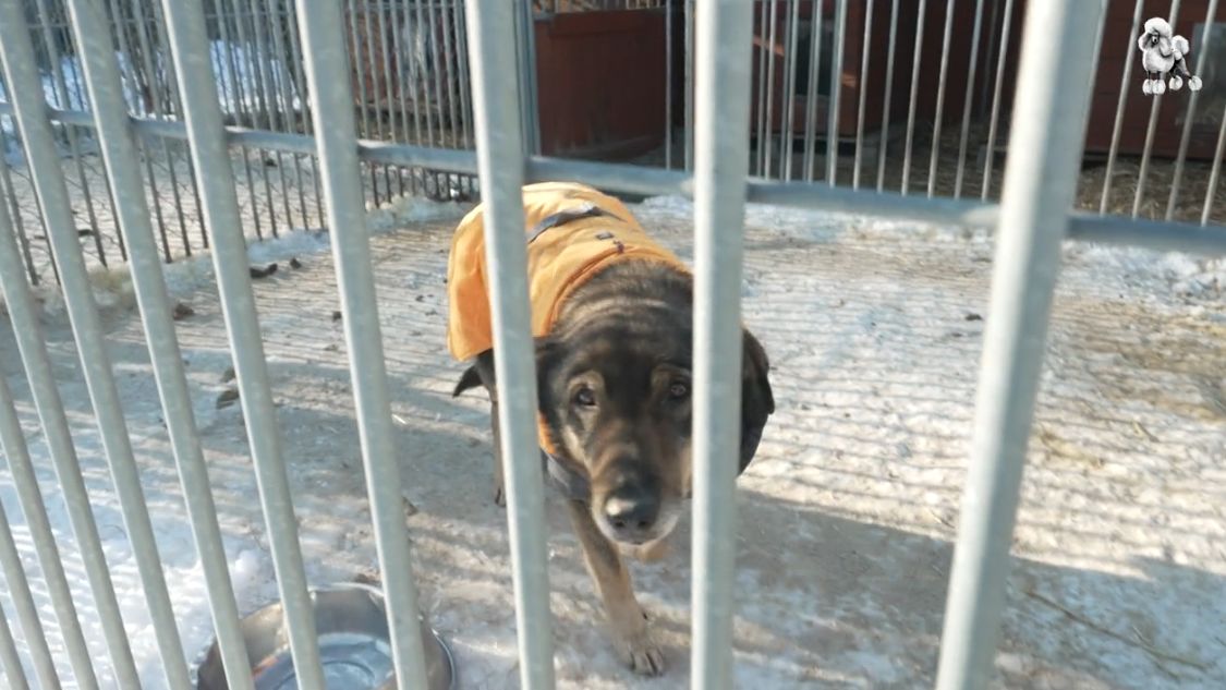 Odwiedziliśmy schronisko w Celestynowie