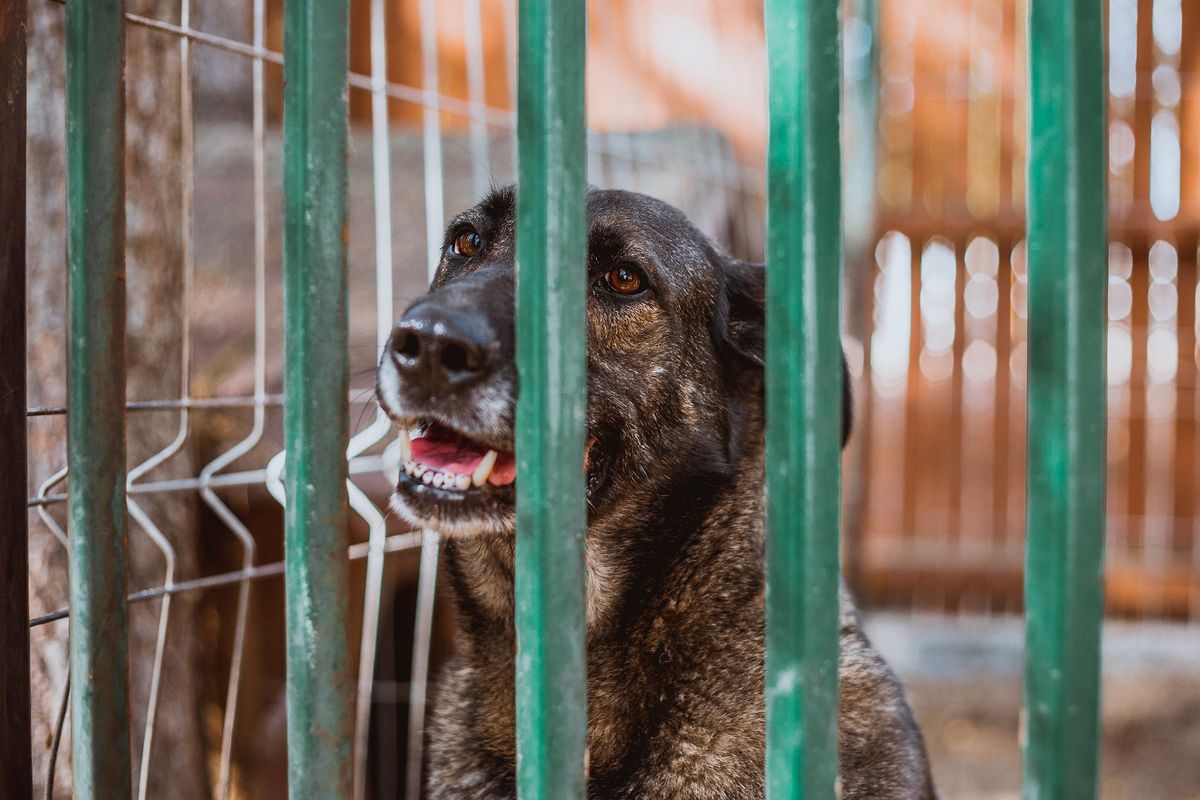 Australia. Uśpiono 15 psów, by uniknąć roznoszenia koronawirusa 