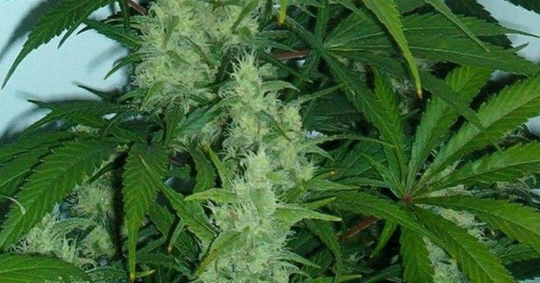 Giełdy na świecie. Na tej w Toronto można inwestować w marihuanę