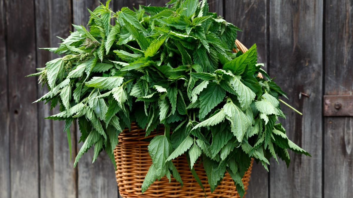 Pokrzywa to doskonały antyoksydant