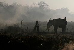 Dzikie słonie wtargnęły do wsi i zabiły trzy osoby