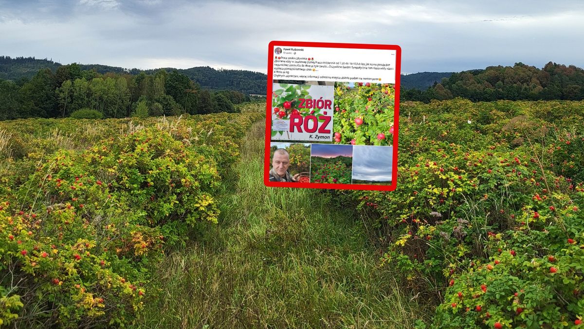 Szukają do zbioru róży.