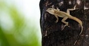 Te jaszczurki mają supermoce. Odkryto gatunek odporny na jad węży