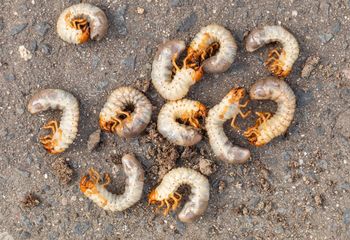 Naturalny wróg pędraków. Wszystkie padną od razu