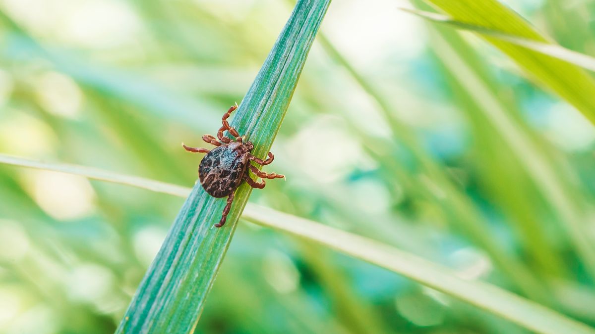 Dermacentor marginatus, Dermacentor reticulatus. Encephalitis Tick Insect Crawling on Green Grass. Encephalitis Virus or Lyme Borreliosis Disease Infectious Dermacentor Tick Arachnid Parasite Macro.Encephalitis Tick Insect Crawling on Green Grass. Encephalitis Virus or Lyme Borreliosis Disease Infectious Dermacentor Tick Arachnid Parasite Macro. Dermacentor marginatus, Dermacentor reticulatus.tick, encephalitis, lyme, virus, macro, arachnid, insect, borreliosis, disease, green, grass, parasite, dermacentor, crawling, meningitis, infection, mite, illness, danger, dangerous, bug, pest, blood, bite, biology, animal, lethal, monkey, repellent, medicine, sick, sting, paralysis, kyasanur, acari, ixodes, acarus, kfd, allergy, arthropod, bacterial, bleeding, borne, babesiosis, defect, edema, epidemic, fever, immune, borrelia, tick, encephalitis, lyme, virus, macro, arachnid, insect, borreliosis, disease, green, grass, parasite, dermacentor, crawling, meningitis, infection, mite, illness, danger, dangerous, bug, pest, blood, bite, biology, animal, lethal, monkey, repellent, medicine, sick, sting, paralysis, kyasanur, acari, ixodes, acarus, kfd, allergy, arthropod, bacterial, bleeding, borne, babesiosis, defect, edema, epidemic, fever, immune