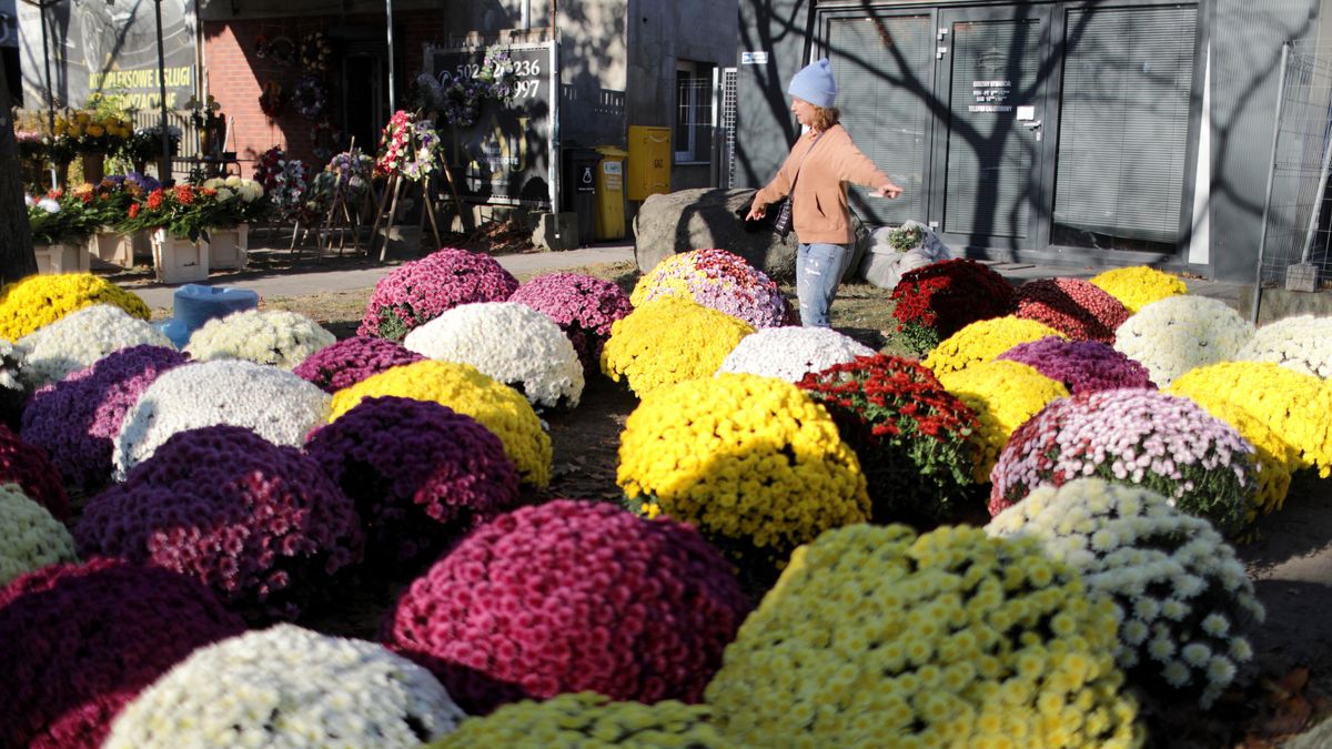 Częstym wyborem są goździki, są również trwałe i dobrze znoszą chłody. 