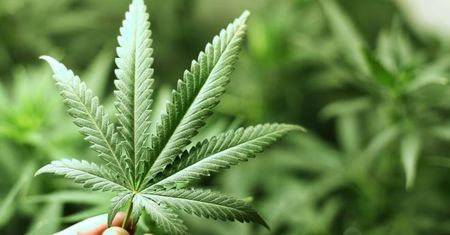 Marihuana zabija komórki rakowe. Potwierdza to rząd USA