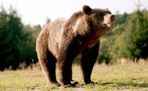 Polsat Viasat Nature HD Karpaty: królestwo niedźwiedzi