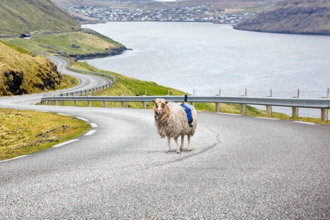 W tym kraju zdjęcia do Street View wykonują... owce