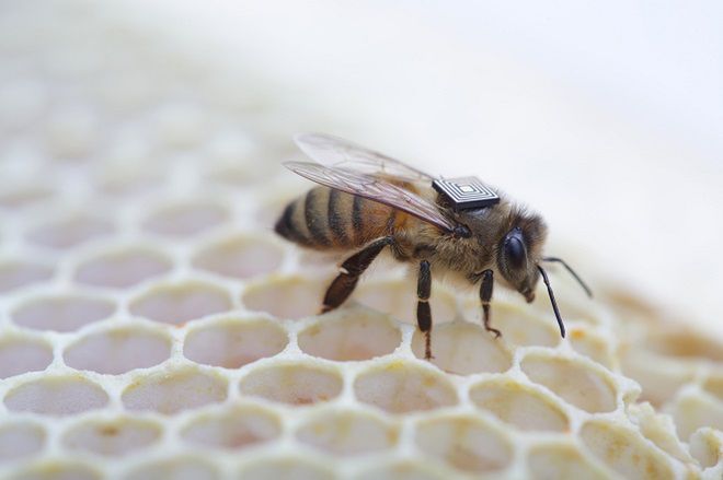 Mikrokomputery na grzbietach pszczół - Intel spieszy na ratunek owadom