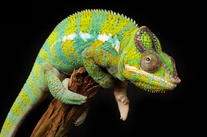 Jak kameleony zmieniają kolor? Rozwiązano zagadkę