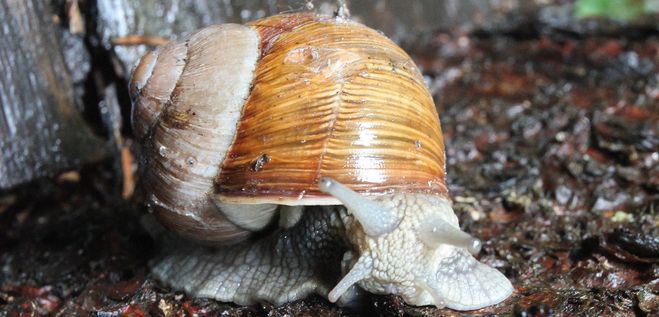 Warmińsko-mazurskie: będzie można zebrać 600 ton winniczków