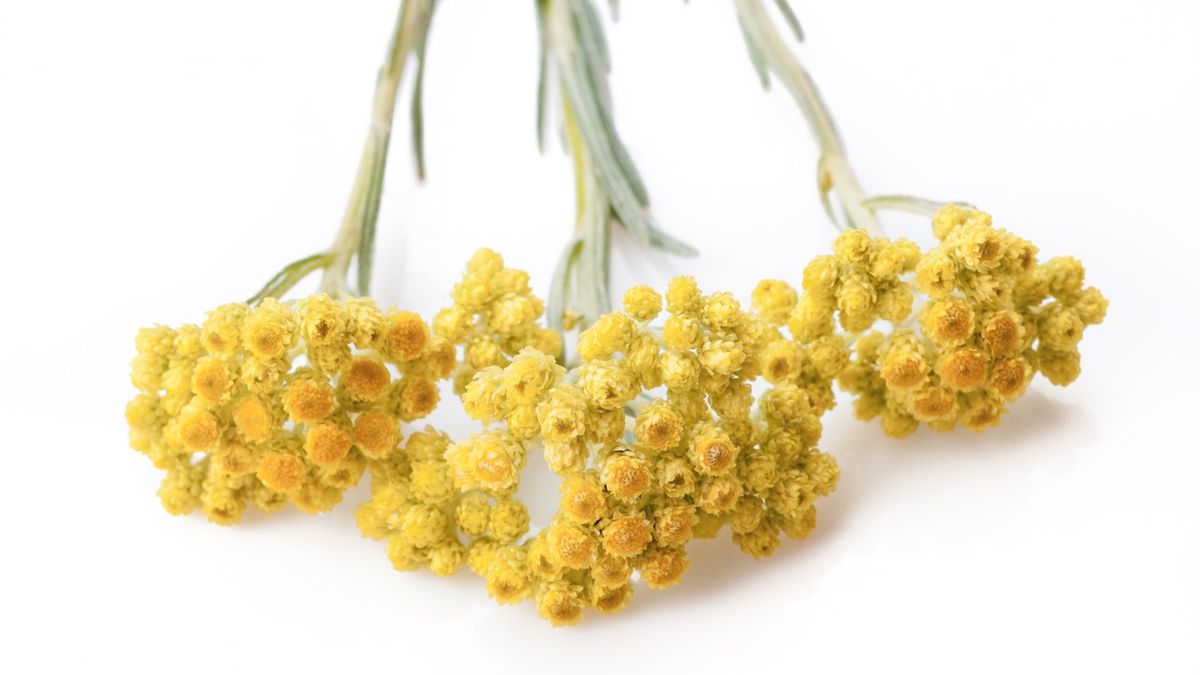 Kocanka – właściwości, zastosowanie, olej, napar