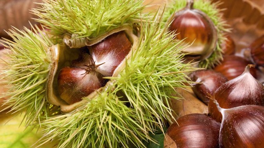 Kasztanowiec zwyczajny na żylaki, cellulit i zgagę