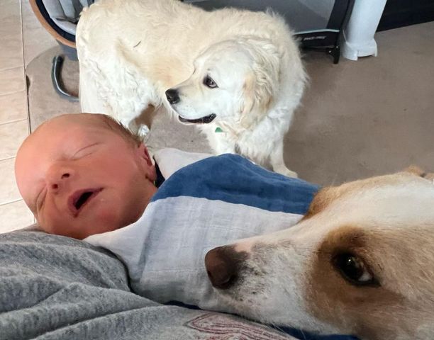 pies i niemowlę