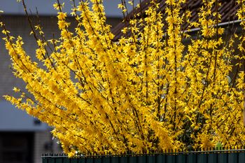 Żółte kwiaty pełne zdrowia. "Naturalny rutinoscorbin" prosto z ogródka