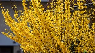 Żółte kwiaty pełne zdrowia. "Naturalny rutinoscorbin" prosto z ogródka