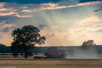 Zboże w skupie jest tak tanie, że rolnikom nie opłaca się go sprzedawać