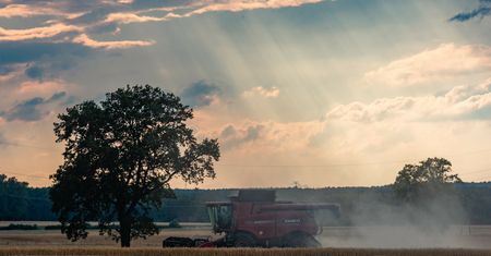 Zboże w skupie jest tak tanie, że rolnikom nie opłaca się go sprzedawać