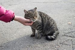 Ratusz wyda ponad 1,5 mln zł na karmę dla kotów. "Zapobiegają rozmnażaniu się gryzoni"