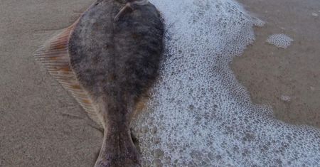 Fale Bałtyku wyrzuciły ją na plażę rezerwatu. "Bardzo rzadki" widok
