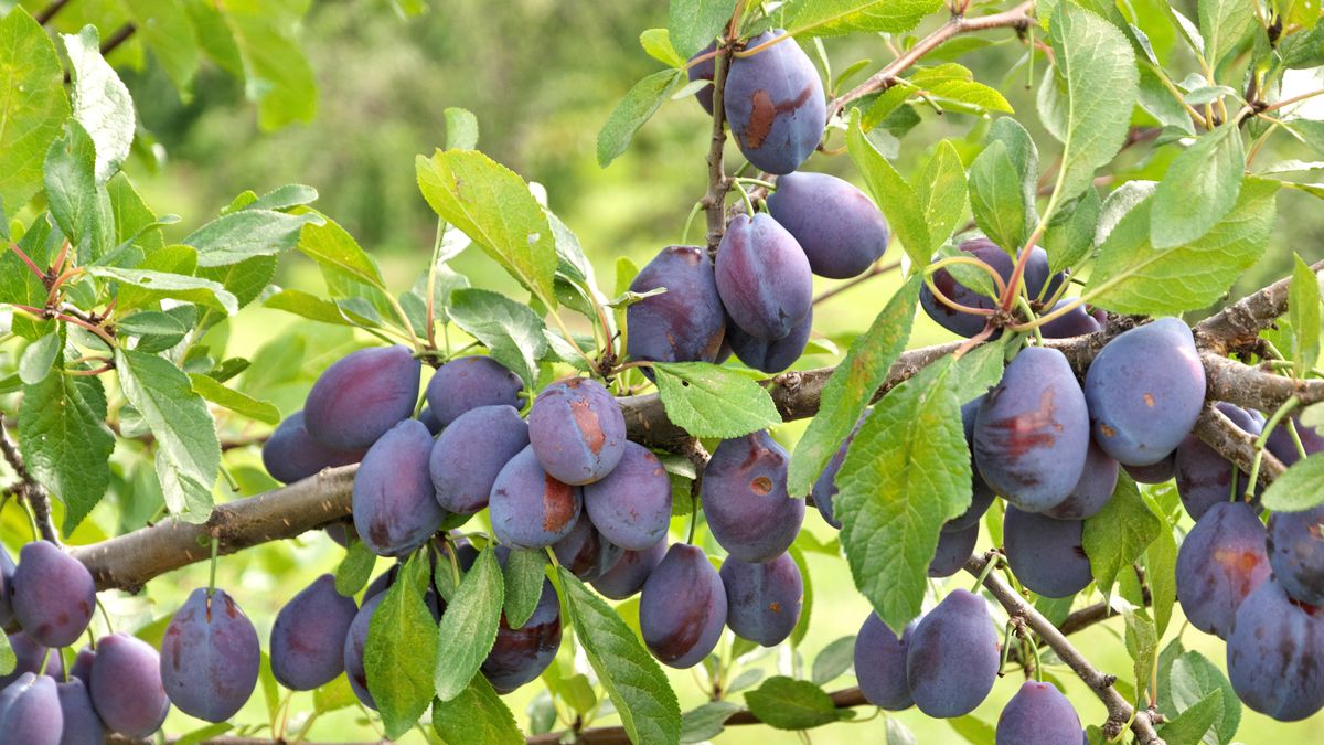 Fresh, ready to pick purple  plums hanging on tree branch at an orchard