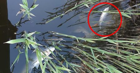Śnięte ryby w Odrze. Wojewoda apeluje do mieszkańców