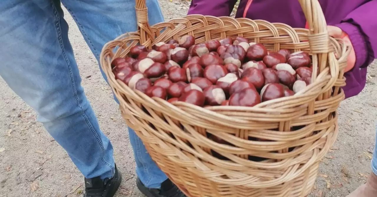 Ludzie przynoszą pełne kosze! Sprawdź, ile teraz płacą w skupie za kilogram kasztanów