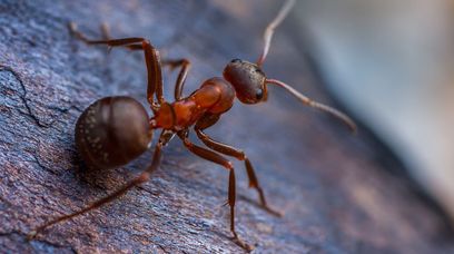 Dbajmy o mrówki. Te owady wyczują raka szybciej niż pies