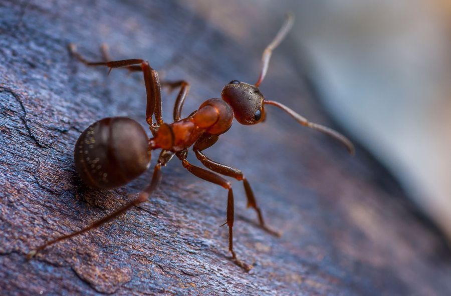 Mrówki lepsze w wyczuwaniu raka niż psy?