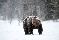 Niedźwiedź pojawił się w Beskidach. Co go obudziło? Jest teoria