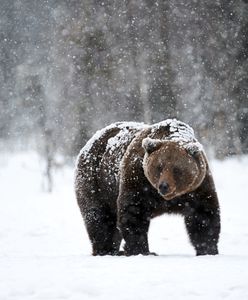 Niedźwiedź pojawił się w Beskidach. Co go obudziło? Jest teoria