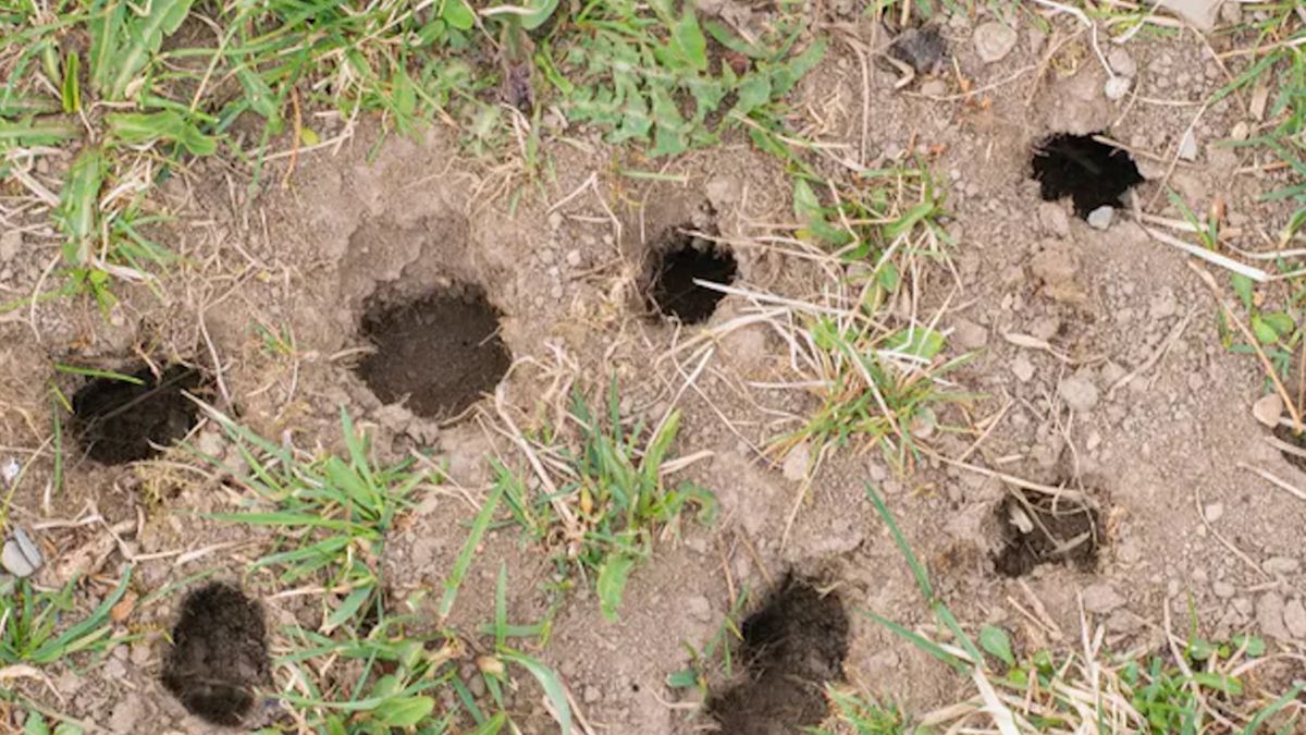 Wsyp przyprawę, pozbędziesz się nornic