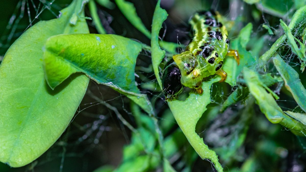Żerująca ćma bukszpanowa. 
