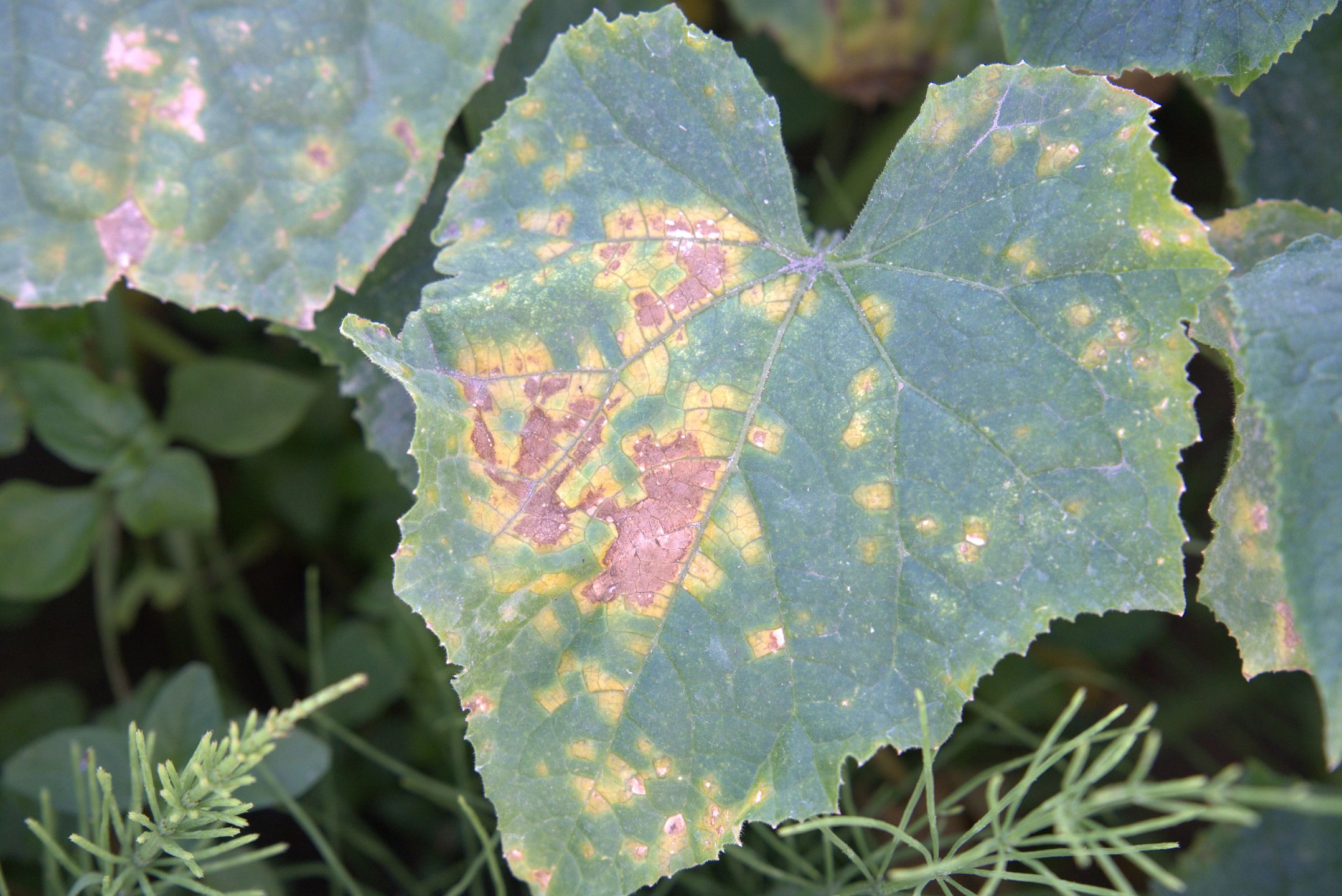 Mączniak rzekomy ogórka w różnych fazach rozwoju
