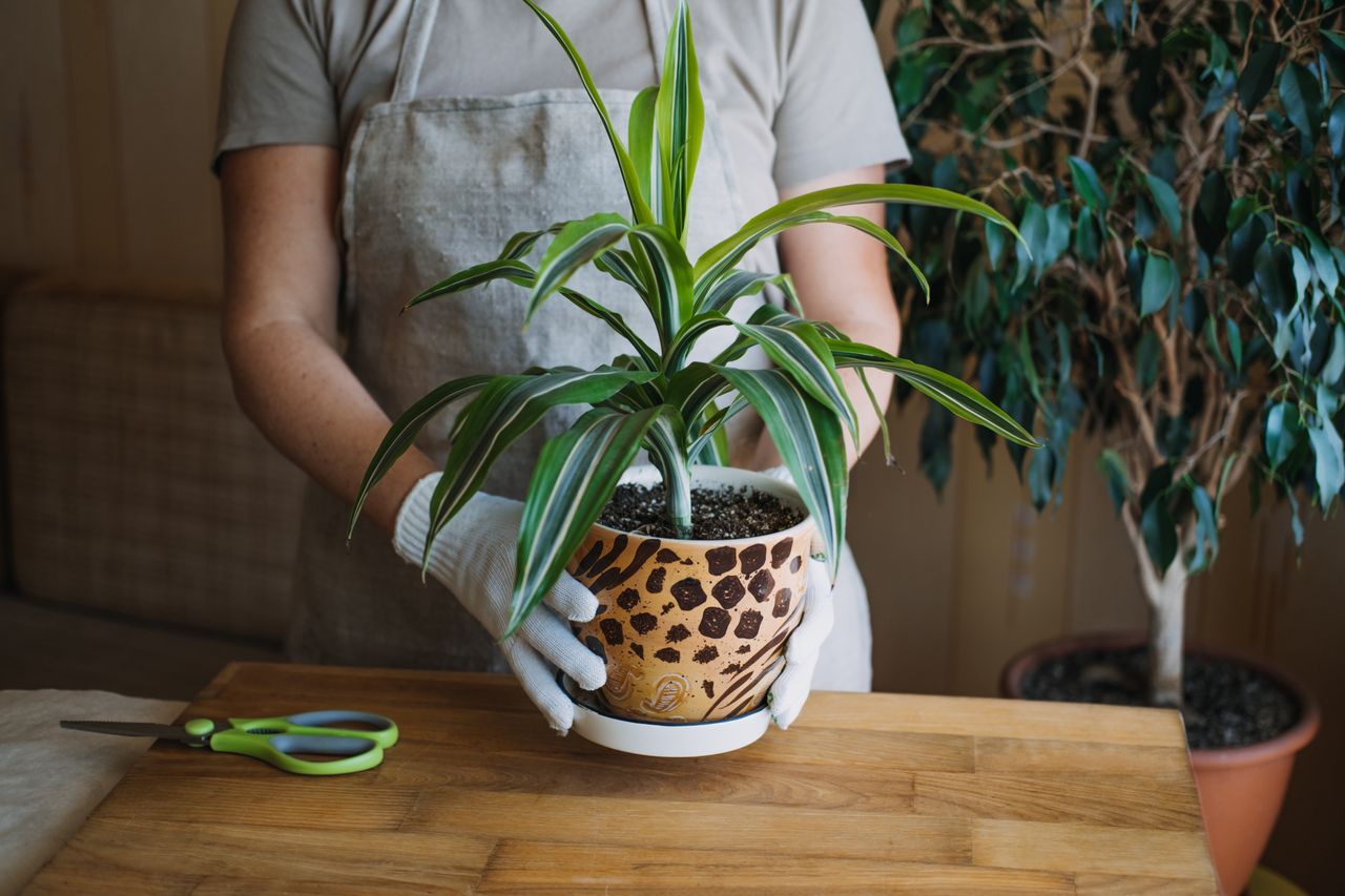 Dracena żółknie i gubi liście? Dodaj ten składnik do doniczki