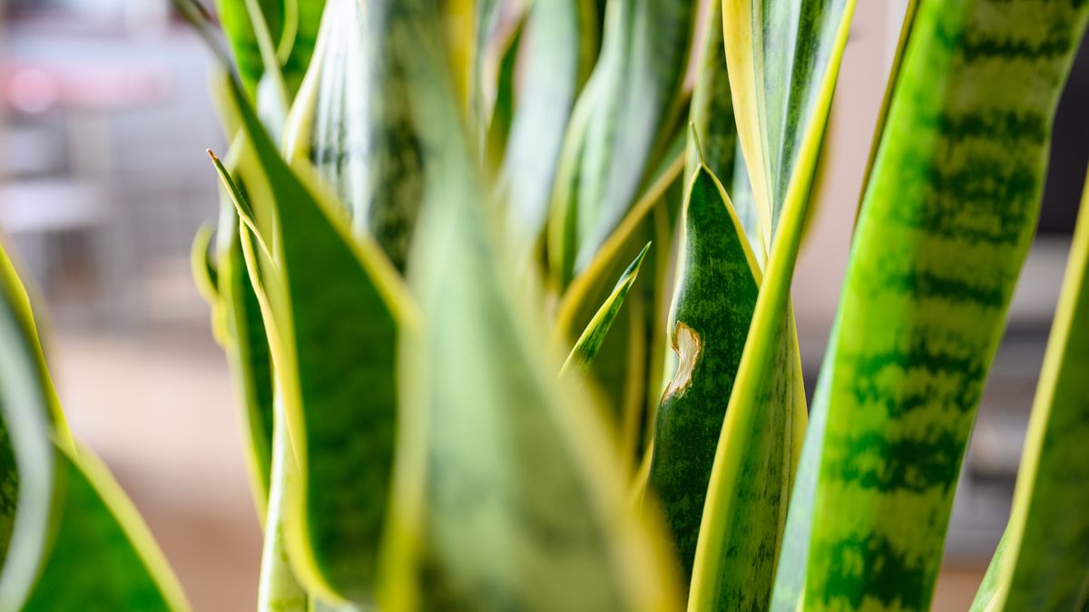 Jak uratować żółknącą sansewierię?