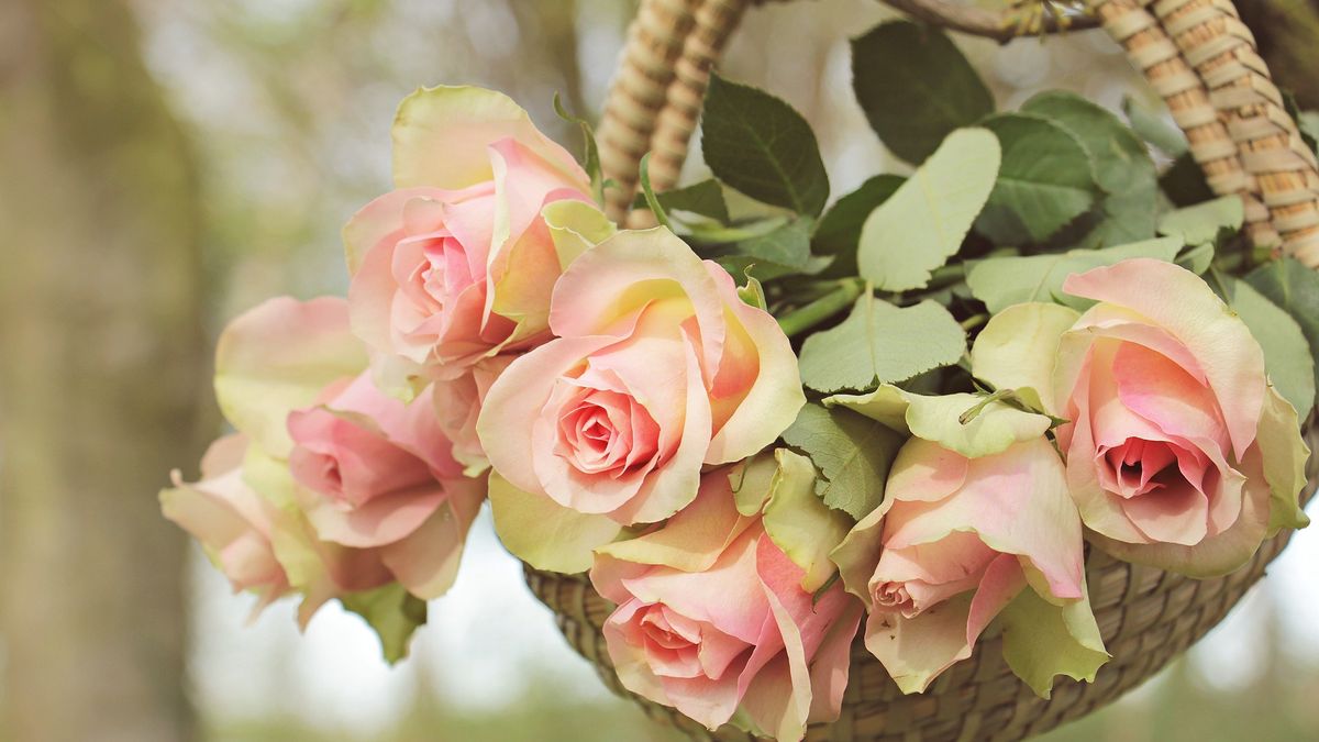 15 czerwca Jolanty obchodzą imieniny.