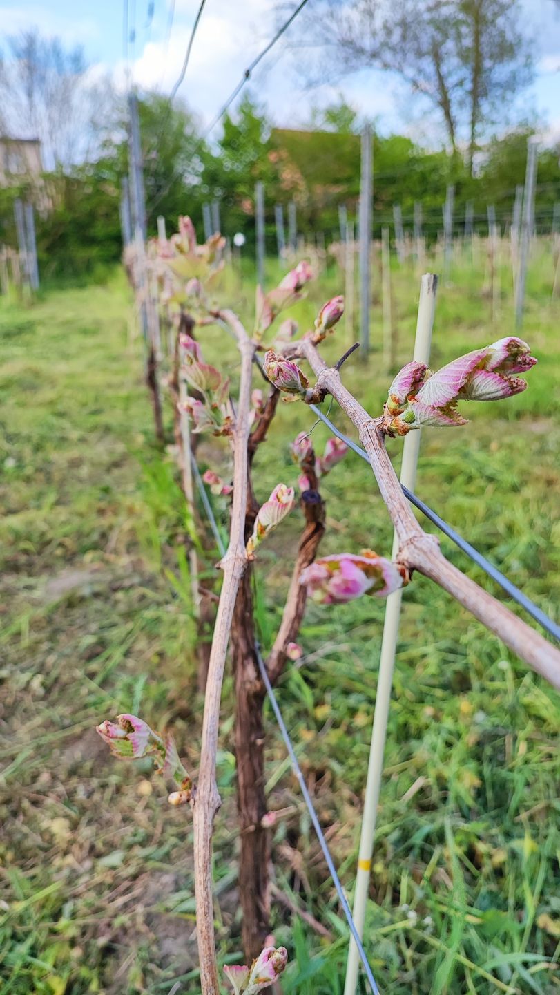 Winnica Pod Prąd