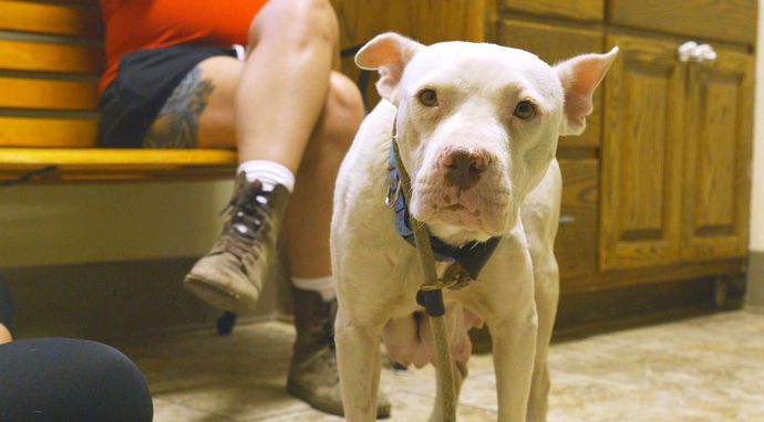 Resocjalizacja z pitbullem 7