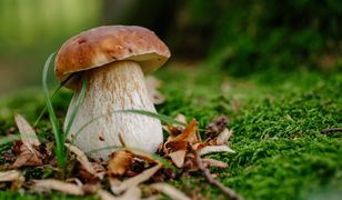 Atlas grzybów jadalnych 2022 r. w Polsce.  Które grzyby można znaleźć w lasach?