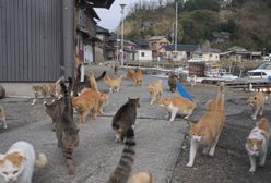 Aoshima. Wyspa kotów słynna na cały świat