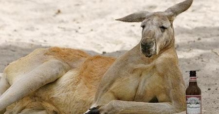 Czym różnią się australijskie wyniki sprzedaży za 2008 rok od reszty świata?