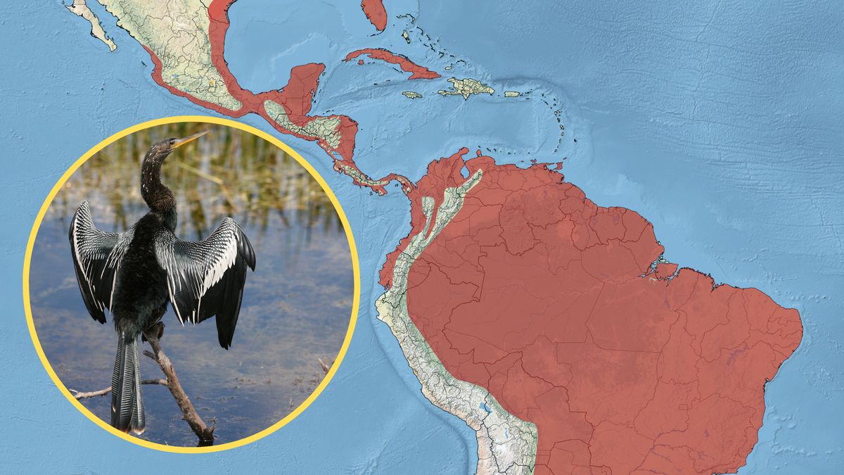 Wystarczy spojrzeć na mapę, żeby zobaczyć, że "diabelski ptak" pojawił się daleko od swojego naturalnego środowiska