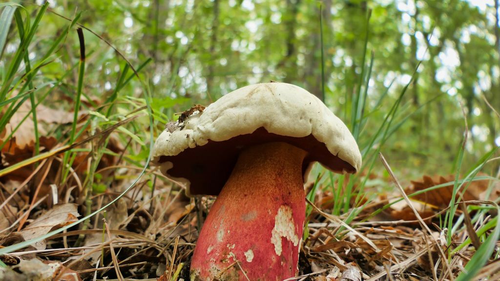 Grzyby jadalne z gąbką