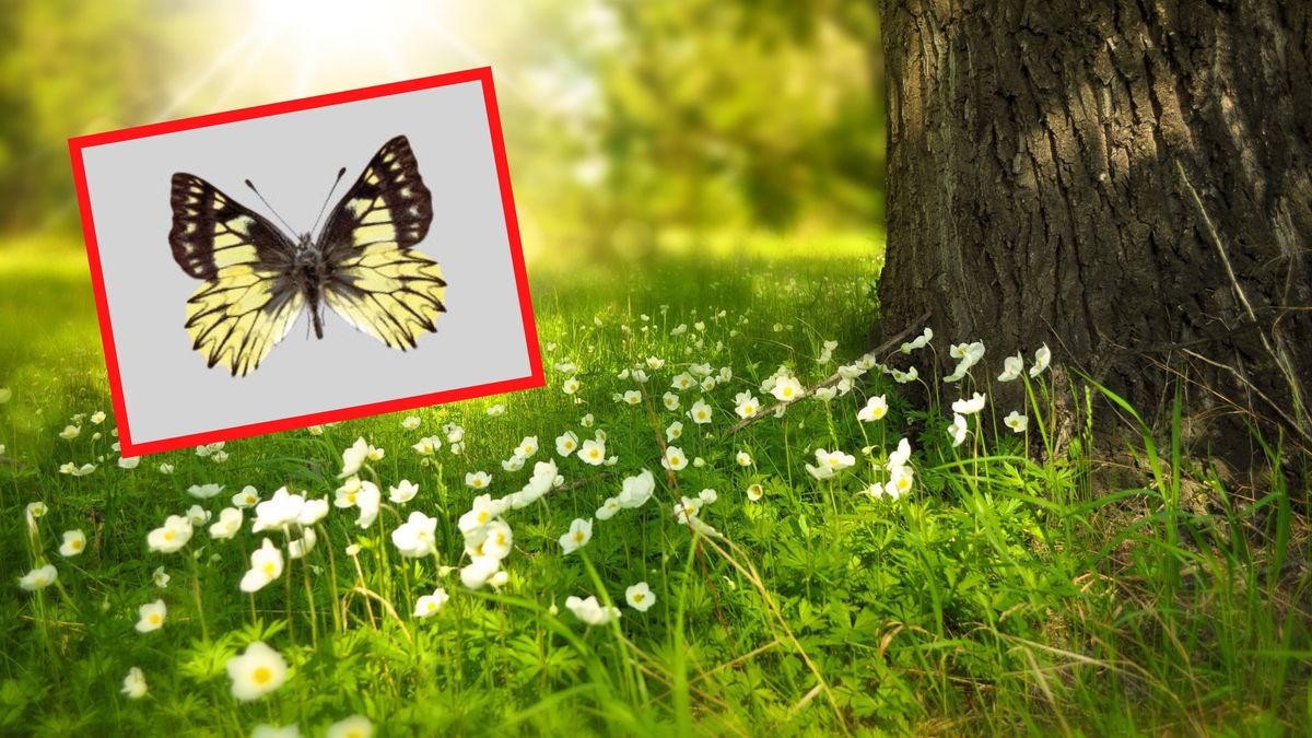 Polski naukowiec odkrył nowy gatunek motyla