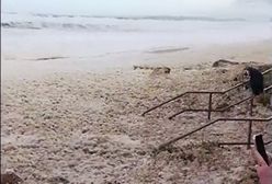 Niecodzienne wideo z plaży. Ogromna piana pokryła australijskie wybrzeże