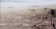 Niecodzienne wideo z plaży. Ogromna piana pokryła australijskie wybrzeże