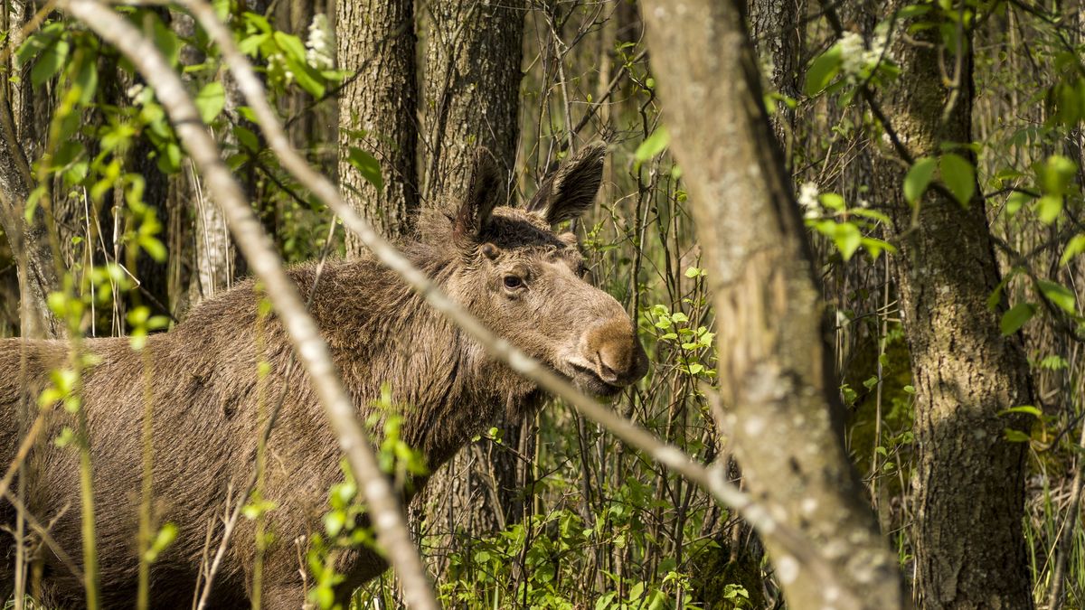W okresie godowym zwierzęta częściej się przemieszczają. 