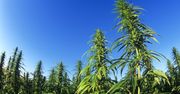 Konopny biznes kwitnie. Żywność z tej rośliny trafiła już nawet do Biedronki